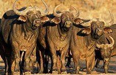 A herd of Cape buffalo standing close together