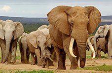 Elephant herd in South Africa
