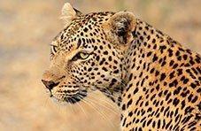 Close-up of a leopard looking alert in dry bush